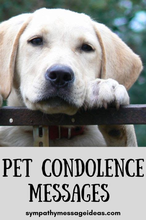 13 Pet Condolence Messages ideas in 2021 | pet condolences, condolence messages, pets