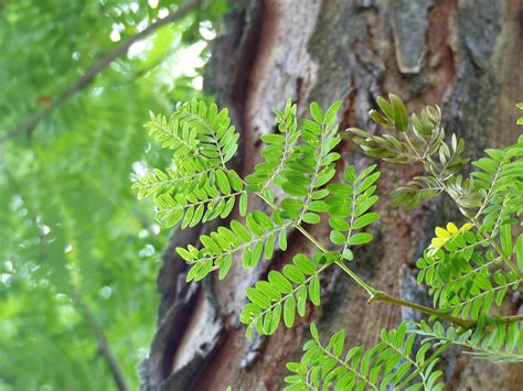 Honey Locust - A Sweet Tree to Plant - CLC Tree Services