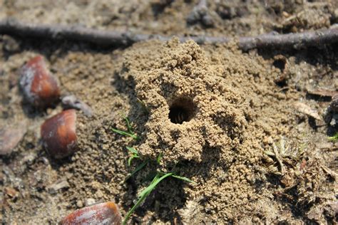 ground-nesting bees | TheBuzz@OSU