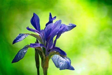 Iris Flower Meanings and Iris Symbolism on Whats-Your-Sign