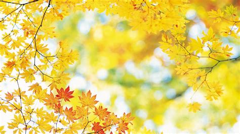 Autumn Yellow Wallpapers - Wallpaper Cave