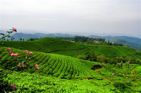 Munnar: Tea Gardens | deepgoswami | Flickr
