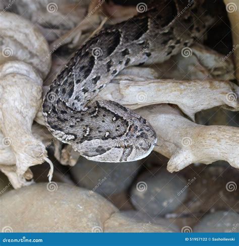 Grey snake stock photo. Image of python, prey, fight - 51957122