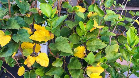 Treatment for yellow leaves on hibiscus