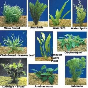 The adaptation in the aquatic submerged plants | Science online