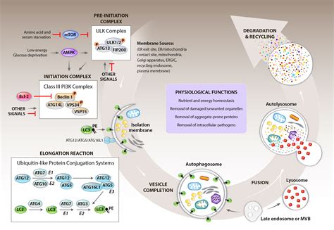 Selective Autophagy and Cell Death – Angela Diehl