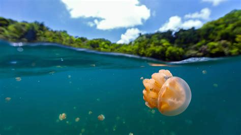 Palau’s incredible Jellyfish Lake is once again welcoming travellers ...