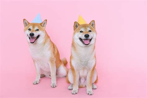 Shiba Inu Dogs Wearing Party Hats · Free Stock Photo