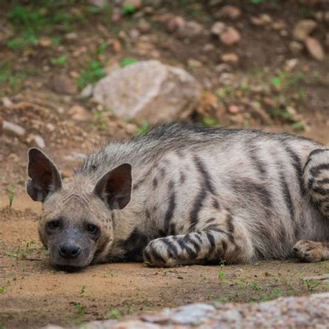 Things to Know About Striped Hyena | Striped hyena, Hyena, Wild animals ...