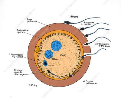 Mammalian fertilization - Stock Image - C024/9705 - Science Photo Library