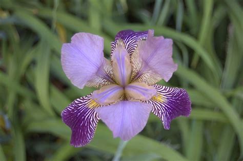 Purple Tiger Lily | Purple Flower | Kristofer Rowe | Flickr