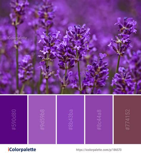 Lavender Lilac Color Palette : Purple Haze Meaning Combinations And Hex ...