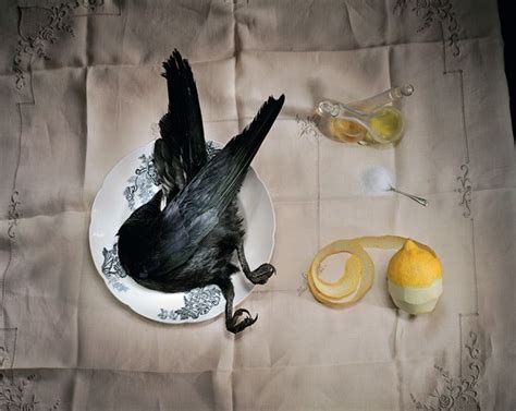 Marian Drew, Crow with salt (2003) | Art historian, Still life photography, Art