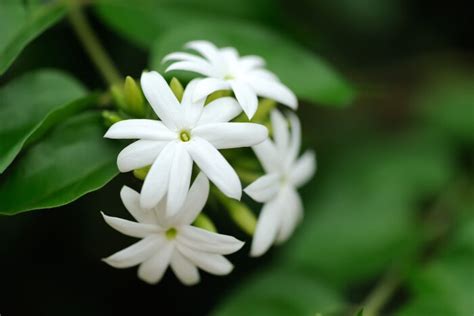 Jasmine Flower Meaning - Flower Meaning