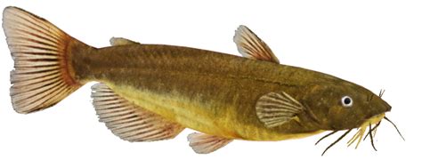 Catfish Png Image Transparent