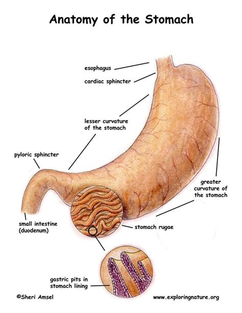 Stomach