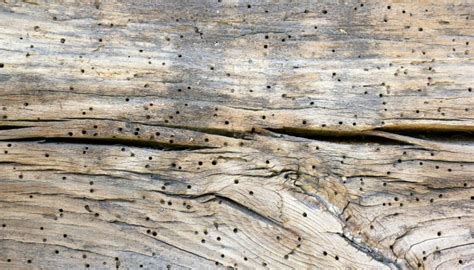 Powderpost Beetles Vs. Termites - A Layman's Ultimate Guide