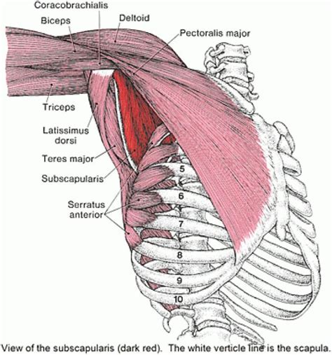 M2:: Muscles surrounding the "armpit". Pectoralis major deltoid anterior head serratus anterior ...