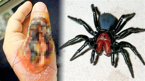 THE MOST DANGEROUS SPIDERS In The World - YouTube