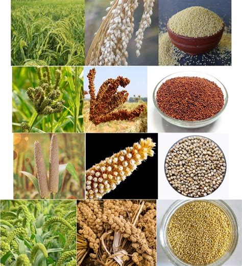 dts red Finger Millets, Country Of Origin: India, High in Protein at Rs 70/kg in Bengaluru