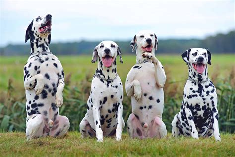 Spotted Dog Breeds: 59 Dogs With Spots (With Pictures)