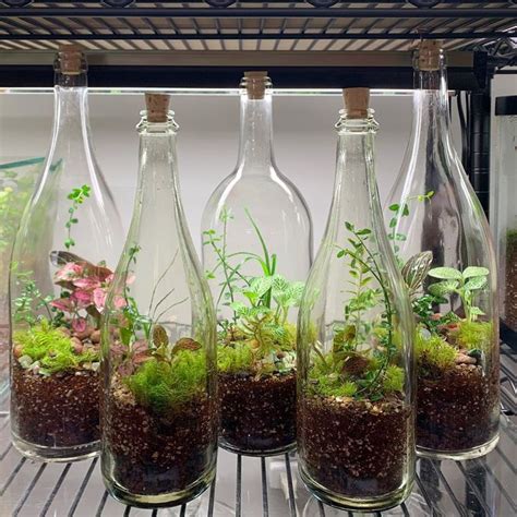 Wine bottle terrariums! | Plants in bottles, Beautiful terrariums ...