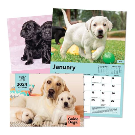 Dogs Trust Calendar 2024 - Nita Krystalle