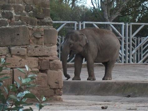 Flickriver: Photoset 'Visit To Chester Zoo 07/11/09' by chrisbell50000