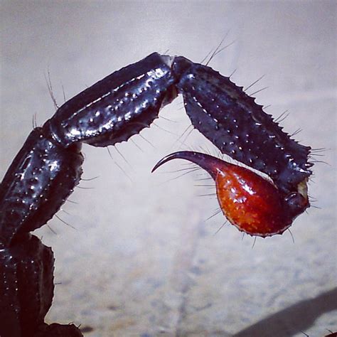 Emperor Scorpion's Stinger #emperorscorpion #scorpion #sti… | Flickr