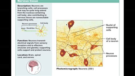 Chapter 4.5 Nervous Tissue BIO201 - YouTube