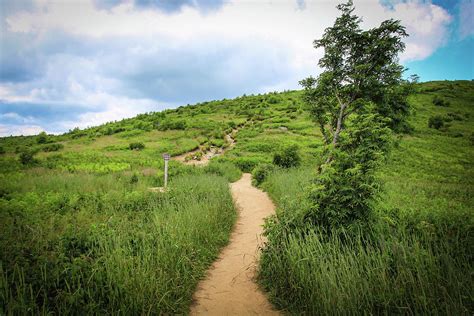 Art Loeb Trail Photograph by Richie Parks - Fine Art America