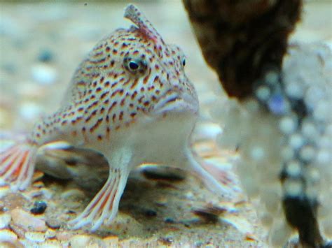 Battle to save spotted handfish | The Mercury