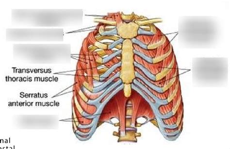 Muscles of Respiration Diagram Diagram | Quizlet