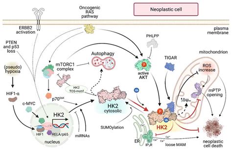 IJMS | Free Full-Text | Hexokinase 2 in Cancer: A Prima Donna Playing ...