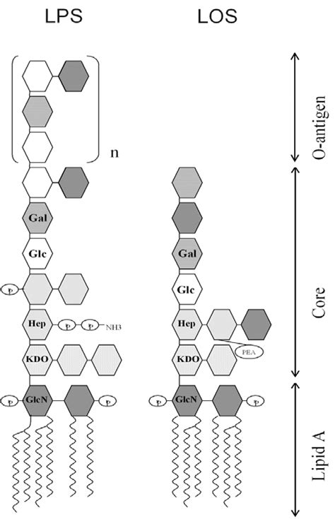 Schematic structure of LPS and LOS. In the scheme, LPS (Escherichia... | Download Scientific Diagram