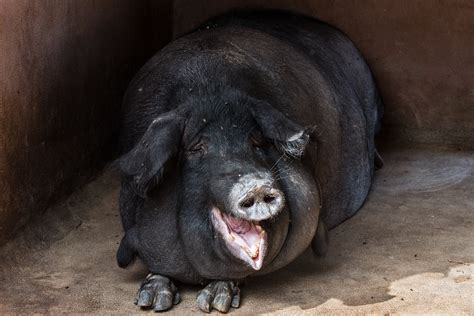 Black hog, Pig, Fat, Muzzle HD wallpaper | Wallpaper Flare