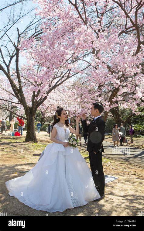 CHERRY BLOSSOM, TOKYO Stock Photo - Alamy