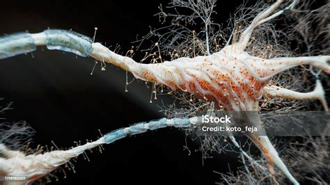 Firing Neurons Stock Photo - Download Image Now - Alzheimer's Disease ...