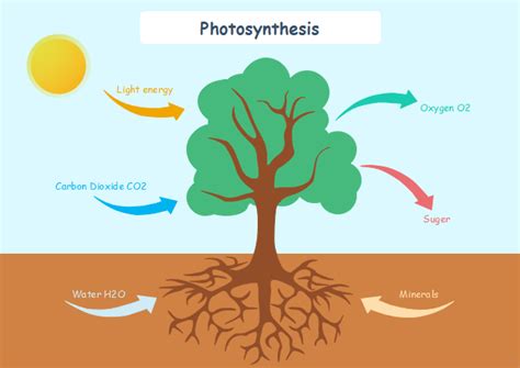 Plants and photosynthesis - Science: Earth's organisms - LibGuides at ...