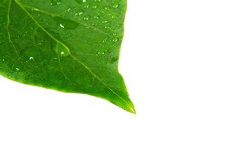 Green Leaves Botanical Drop Leaf, Detailed, Season, Fresh PNG ...