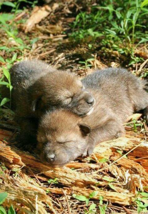 Two adorable wolf cubs sleeping in the sun. | Wolf pup, Baby wolves, Animals wild