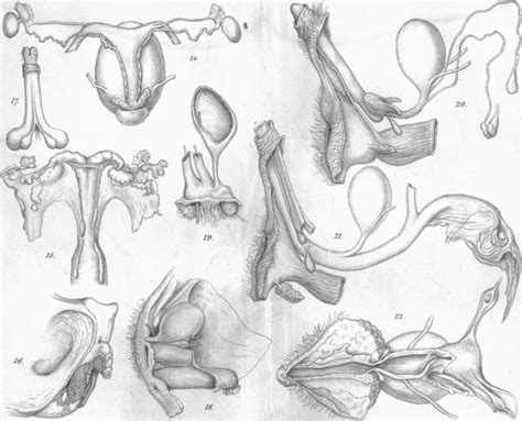 Homology: Journal of Morphology