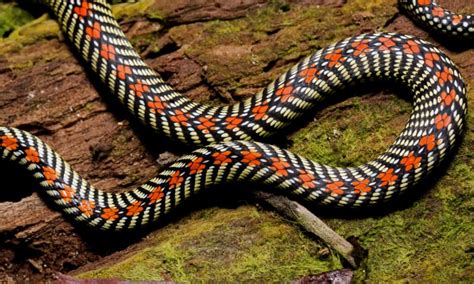 Paradise Flying Snake Animal Facts | Chrysopelea paradisi - Wiki Point