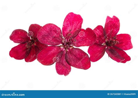 Red Apple Tree Flowers Isolated Stock Image - Image of nature, garden: 267342881