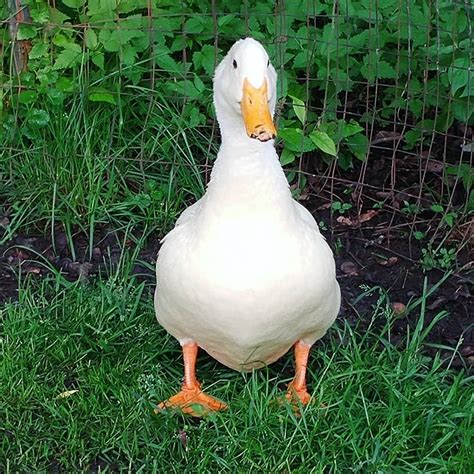 Andre says "Hi!". . White Pekin ducks are my favorite breed. Maybe ...