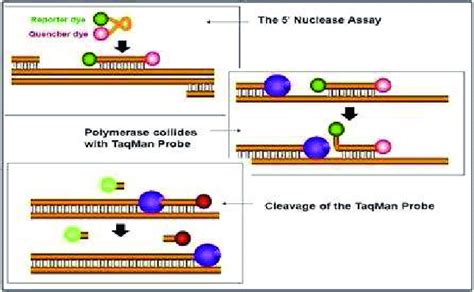 3: Working principle of TaqMan Probe. (Courtesy: Varity Summers ...