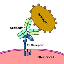 AllergyGoAway.com: Anti-FceR1 Autoantibodies in Chronic Urticaria