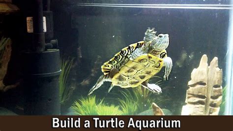 What Do Turtles Need In Their Aquarium - Aquarium Views