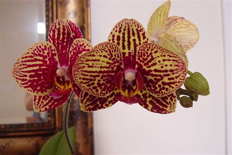 My blooming Harlequin Phalaenopsis orchid | Beautiful orchids, Phalaenopsis orchid, Orchids