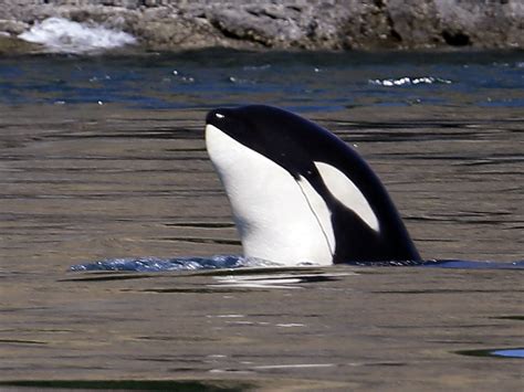 Gangs of aggressive killer whales are shaking down Alaska fishing boats ...